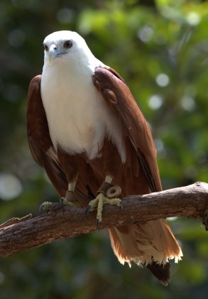 bird