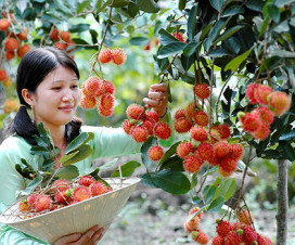 rambutan